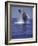 Humpback Whale Breaching-Michele Westmorland-Framed Photographic Print