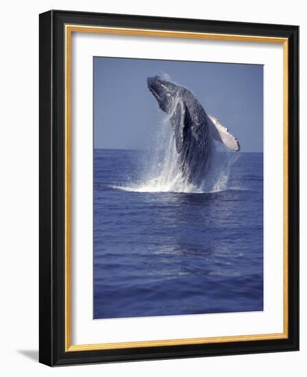 Humpback Whale Breaching-Michele Westmorland-Framed Photographic Print