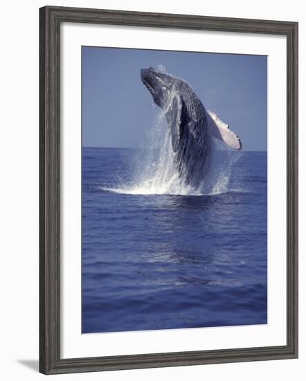 Humpback Whale Breaching-Michele Westmorland-Framed Photographic Print