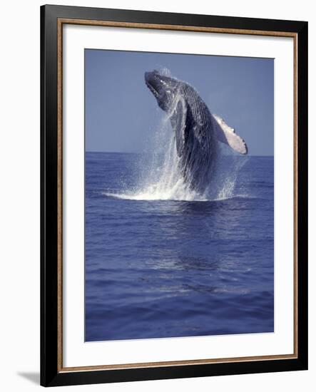 Humpback Whale Breaching-Michele Westmorland-Framed Photographic Print