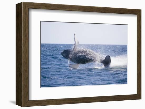 Humpback Whale Breaching-DLILLC-Framed Photographic Print