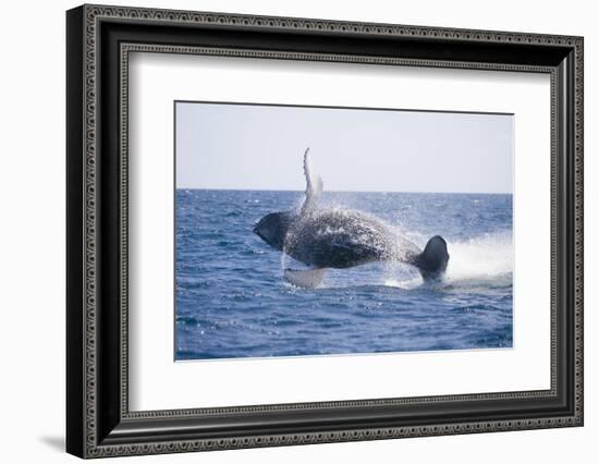 Humpback Whale Breaching-DLILLC-Framed Photographic Print