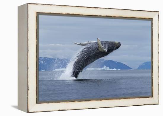 Humpback Whale Calf Breach in Disko Bay in Greenland-Paul Souders-Framed Premier Image Canvas