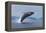 Humpback Whale Calf Breach in Disko Bay in Greenland-Paul Souders-Framed Premier Image Canvas