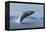 Humpback Whale Calf Breach in Disko Bay in Greenland-Paul Souders-Framed Premier Image Canvas