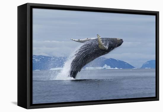 Humpback Whale Calf Breach in Disko Bay in Greenland-Paul Souders-Framed Premier Image Canvas