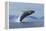 Humpback Whale Calf Breach in Disko Bay in Greenland-Paul Souders-Framed Premier Image Canvas