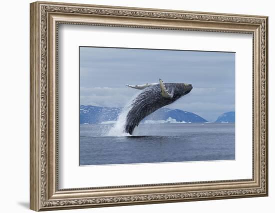 Humpback Whale Calf Breach in Disko Bay in Greenland-Paul Souders-Framed Photographic Print