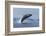 Humpback Whale Calf Breach in Disko Bay in Greenland-Paul Souders-Framed Photographic Print