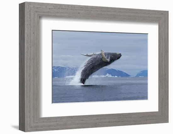 Humpback Whale Calf Breach in Disko Bay in Greenland-Paul Souders-Framed Photographic Print