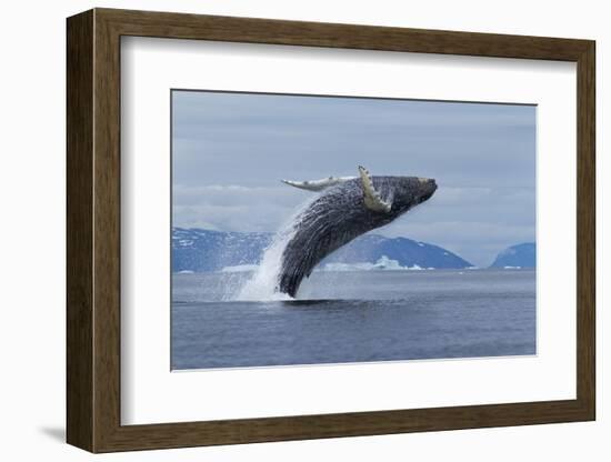 Humpback Whale Calf Breach in Disko Bay in Greenland-Paul Souders-Framed Photographic Print