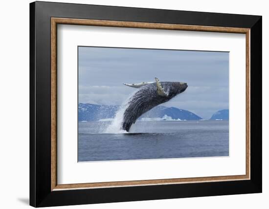 Humpback Whale Calf Breach in Disko Bay in Greenland-Paul Souders-Framed Photographic Print