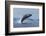 Humpback Whale Calf Breach in Disko Bay in Greenland-Paul Souders-Framed Photographic Print