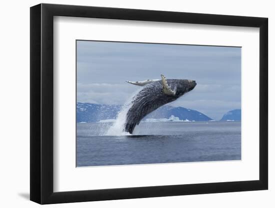 Humpback Whale Calf Breach in Disko Bay in Greenland-Paul Souders-Framed Photographic Print