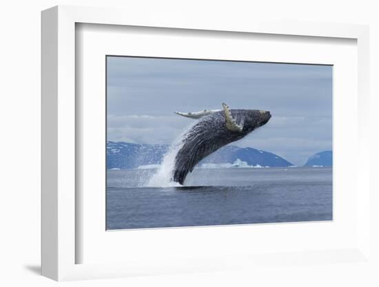 Humpback Whale Calf Breach in Disko Bay in Greenland-Paul Souders-Framed Photographic Print