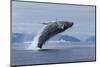 Humpback Whale Calf Breach in Disko Bay in Greenland-Paul Souders-Mounted Photographic Print