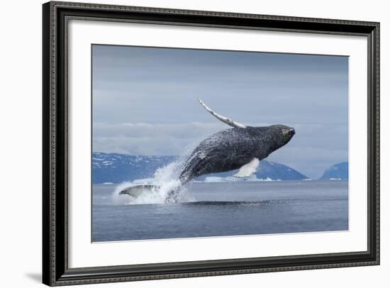 Humpback Whale Calf Breaching in Disko Bay in Greenland-null-Framed Photographic Print