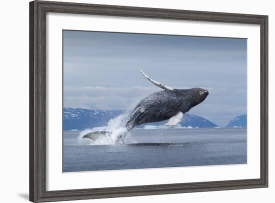 Humpback Whale Calf Breaching in Disko Bay in Greenland-null-Framed Photographic Print