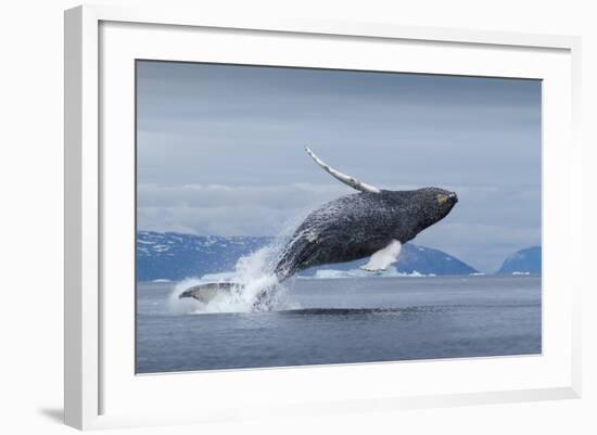 Humpback Whale Calf Breaching in Disko Bay in Greenland-null-Framed Photographic Print