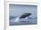 Humpback Whale Calf Breaching in Disko Bay in Greenland-null-Framed Photographic Print