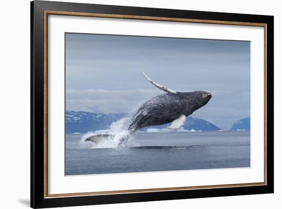 Humpback Whale Calf Breaching in Disko Bay in Greenland-null-Framed Photographic Print