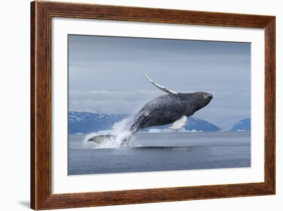 Humpback Whale Calf Breaching in Disko Bay in Greenland-null-Framed Photographic Print