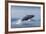 Humpback Whale Calf Breaching in Disko Bay in Greenland-null-Framed Photographic Print