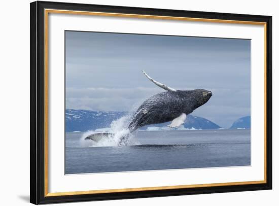 Humpback Whale Calf Breaching in Disko Bay in Greenland-null-Framed Photographic Print