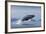 Humpback Whale Calf Breaching in Disko Bay in Greenland-null-Framed Photographic Print