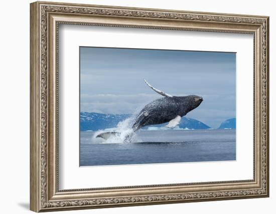 Humpback Whale Calf Breaching in Disko Bay in Greenland-Paul Souders-Framed Photographic Print