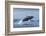 Humpback Whale Calf Breaching in Disko Bay in Greenland-Paul Souders-Framed Photographic Print