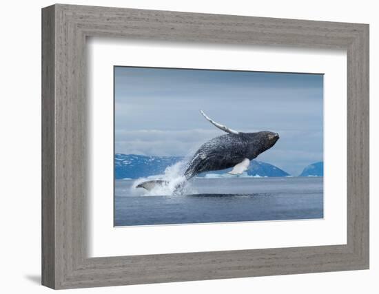 Humpback Whale Calf Breaching in Disko Bay in Greenland-Paul Souders-Framed Photographic Print