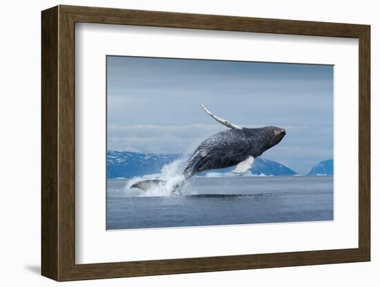 Humpback Whale Calf Breaching in Disko Bay in Greenland-Paul Souders-Framed Photographic Print