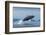 Humpback Whale Calf Breaching in Disko Bay in Greenland-Paul Souders-Framed Photographic Print