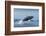 Humpback Whale Calf Breaching in Disko Bay in Greenland-Paul Souders-Framed Photographic Print