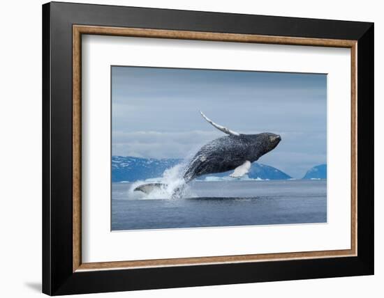 Humpback Whale Calf Breaching in Disko Bay in Greenland-Paul Souders-Framed Photographic Print