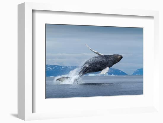 Humpback Whale Calf Breaching in Disko Bay in Greenland-Paul Souders-Framed Photographic Print