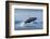 Humpback Whale Calf Breaching in Disko Bay in Greenland-Paul Souders-Framed Photographic Print