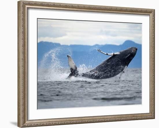 Humpback Whale Calf Breaching in Frederick Sound, Tongass National Forest, Alaska, Usa-Paul Souders-Framed Photographic Print