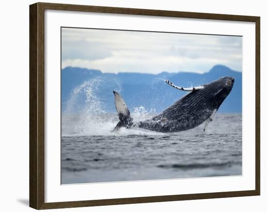 Humpback Whale Calf Breaching in Frederick Sound, Tongass National Forest, Alaska, Usa-Paul Souders-Framed Photographic Print