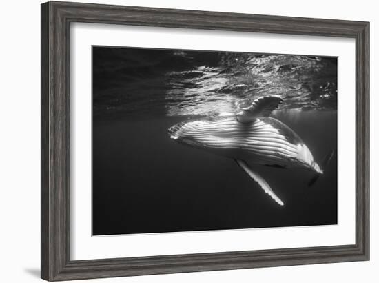 Humpback Whale Calf Playing on the Surface, Tonga-Wildestanimal-Framed Photographic Print