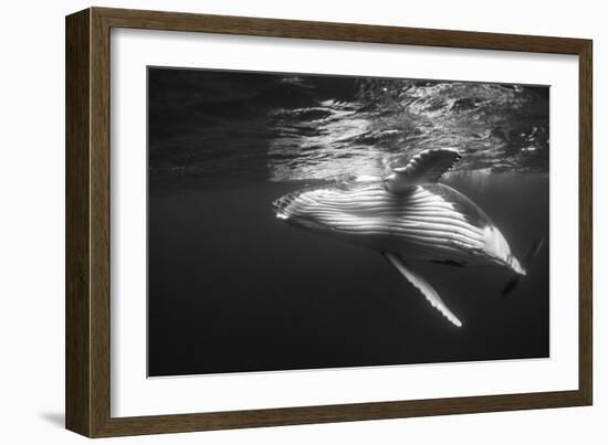 Humpback Whale Calf Playing on the Surface, Tonga-Wildestanimal-Framed Photographic Print