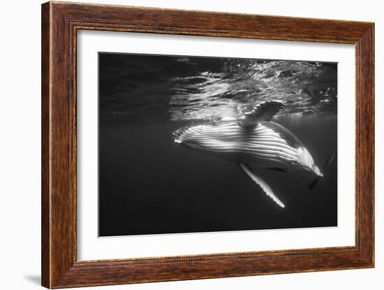 Humpback Whale Calf Playing on the Surface, Tonga-Wildestanimal-Framed Photographic Print