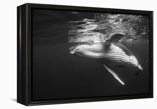 Humpback Whale Calf Playing on the Surface, Tonga-Wildestanimal-Framed Premier Image Canvas