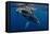 Humpback Whale Calf, Reunion Island-Cédric Péneau-Framed Premier Image Canvas