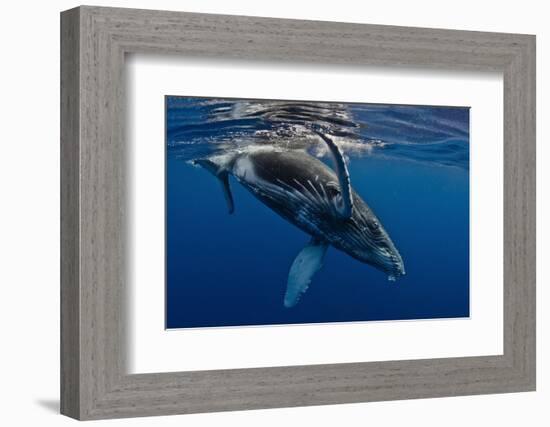 Humpback Whale Calf, Reunion Island-Cédric Péneau-Framed Photographic Print