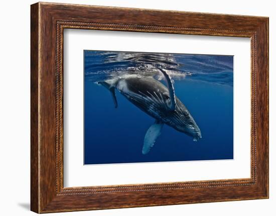 Humpback Whale Calf, Reunion Island-Cédric Péneau-Framed Photographic Print