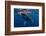 Humpback Whale Calf, Reunion Island-Cédric Péneau-Framed Photographic Print