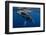 Humpback Whale Calf, Reunion Island-Cédric Péneau-Framed Photographic Print