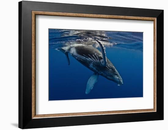 Humpback Whale Calf, Reunion Island-Cédric Péneau-Framed Photographic Print